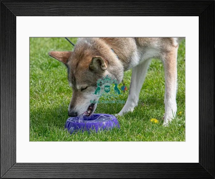 Framed Print : Nottinghamshire. Headshot Dog Only Newark Scruffts Heat Framed Print : Nottinghamshire. Headshot Dog Only Newark Scruffts Heat