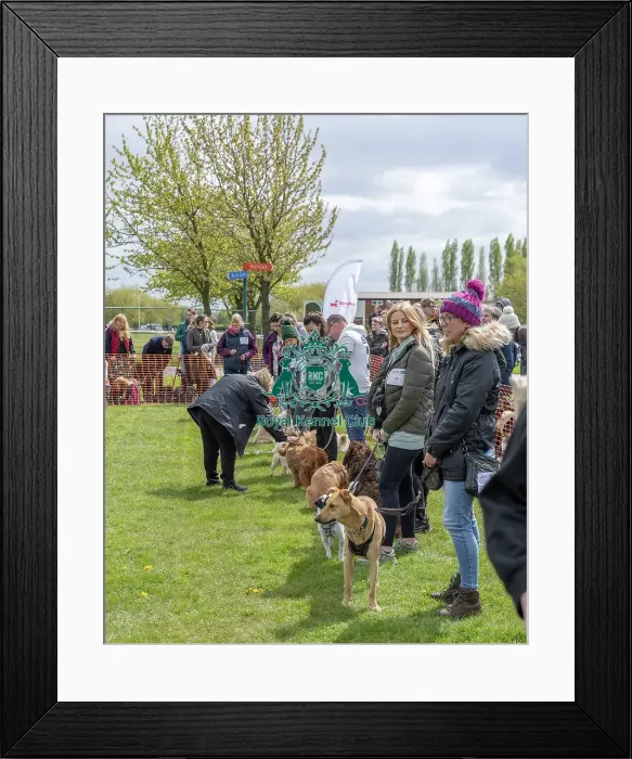 Framed Print : Nottinghamshire. Newark Scruffts Heat Judging Framed Print : Nottinghamshire. Newark Scruffts Heat Judging
