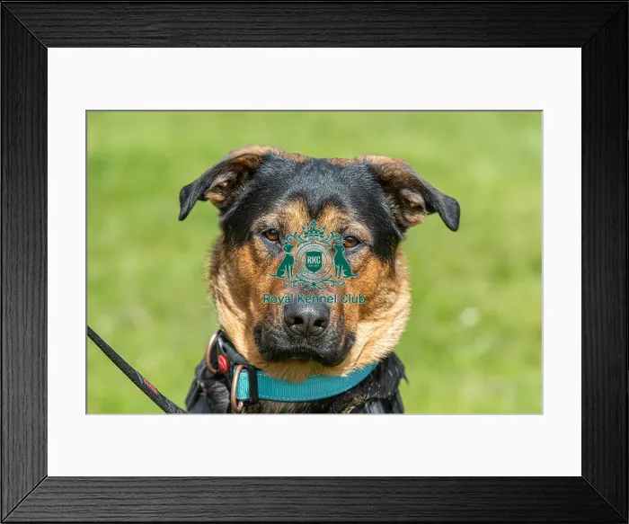 Framed Print : Nottinghamshire. Headshot Dog Only Newark Scruffts Heat Framed Print : Nottinghamshire. Headshot Dog Only Newark Scruffts Heat