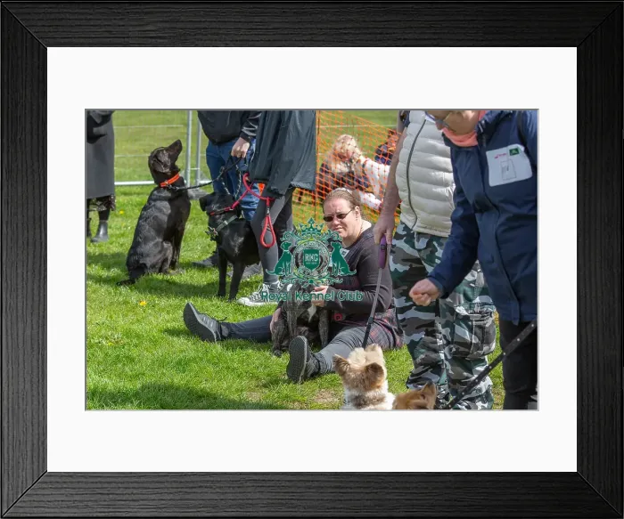 Framed Print : Newark 21st April 2024 Most Handsome Dog Class Framed Print : Newark 21st April 2024 Most Handsome Dog Class