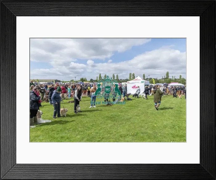 Framed Print : Sponsors Name Scruffts Heat Most Handsome Dog Class Framed Print : Sponsors Name Scruffts Heat Most Handsome Dog Class