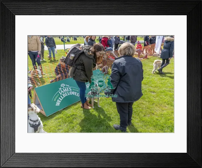 Framed Print : Nottinghamshire. Judging Most Handsome Dog Class Framed Print : Nottinghamshire. Judging Most Handsome Dog Class