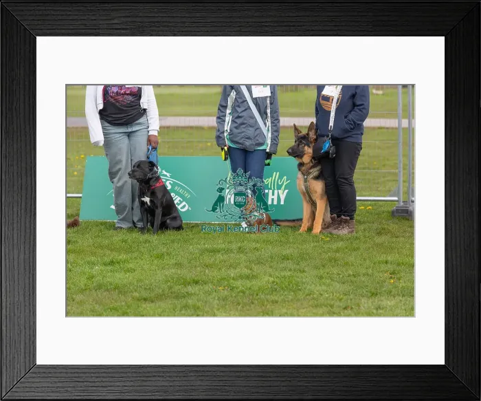 Framed Print : Sponsors Name Scruffts Heat Most Handsome Dog Class Framed Print : Sponsors Name Scruffts Heat Most Handsome Dog Class