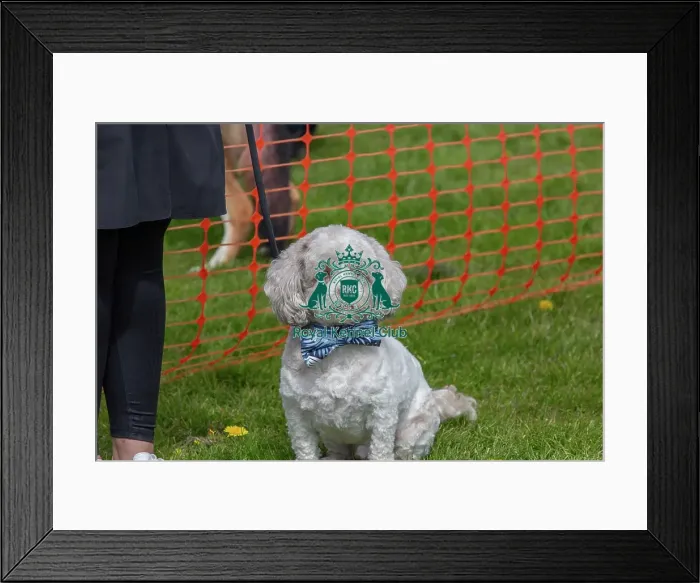 Framed Print : Nottinghamshire. Headshot Dog Only Newark Scruffts Heat