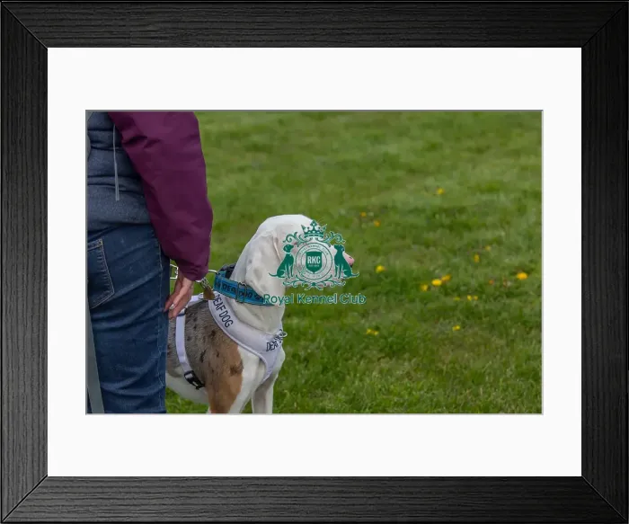Framed Print : Newark 21st April 2024 Most Handsome Dog Class Framed Print : Newark 21st April 2024 Most Handsome Dog Class