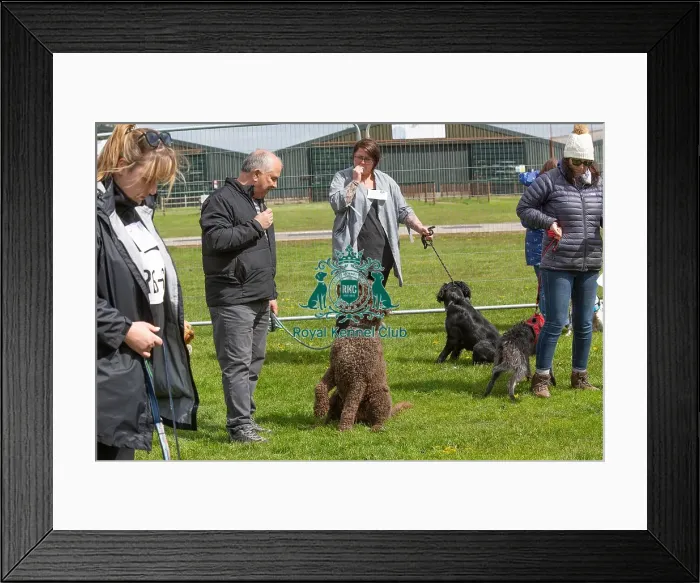 Framed Print : Newark 21st April 2024 Most Handsome Dog Class Framed Print : Newark 21st April 2024 Most Handsome Dog Class