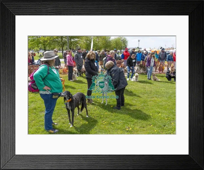 Framed Print : Nottinghamshire. Newark Scruffts Heat Judging Framed Print : Nottinghamshire. Newark Scruffts Heat Judging