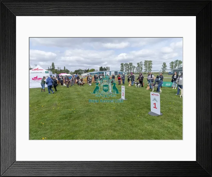 Framed Print : Sponsors Name Scruffts Heat Most Handsome Dog Class Framed Print : Sponsors Name Scruffts Heat Most Handsome Dog Class