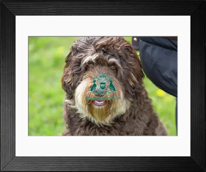 Framed Print : Nottinghamshire. Headshot Dog Only Newark Scruffts Heat Framed Print : Nottinghamshire. Headshot Dog Only Newark Scruffts Heat