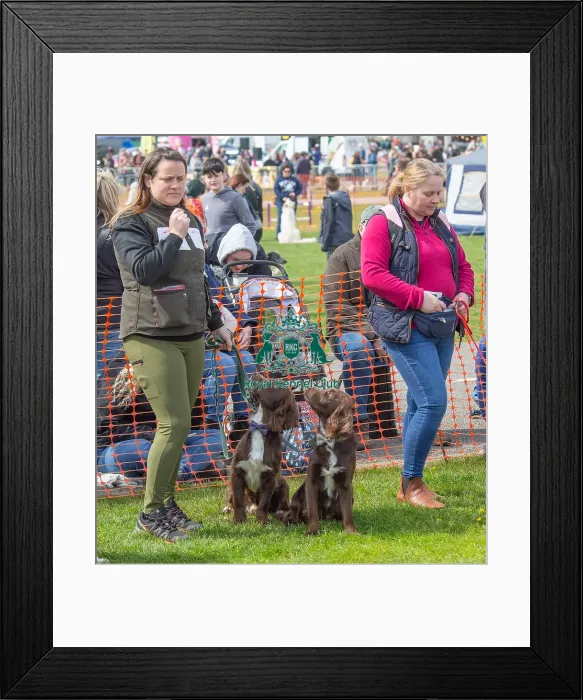 Framed Print : Newark 21st April 2024 Most Handsome Dog Class Framed Print : Newark 21st April 2024 Most Handsome Dog Class