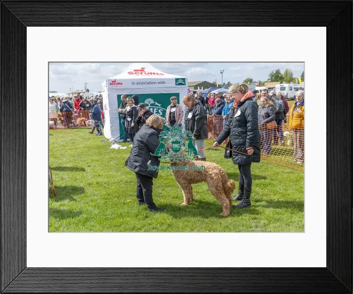 Framed Print : Nottinghamshire. Judging Most Handsome Dog Class