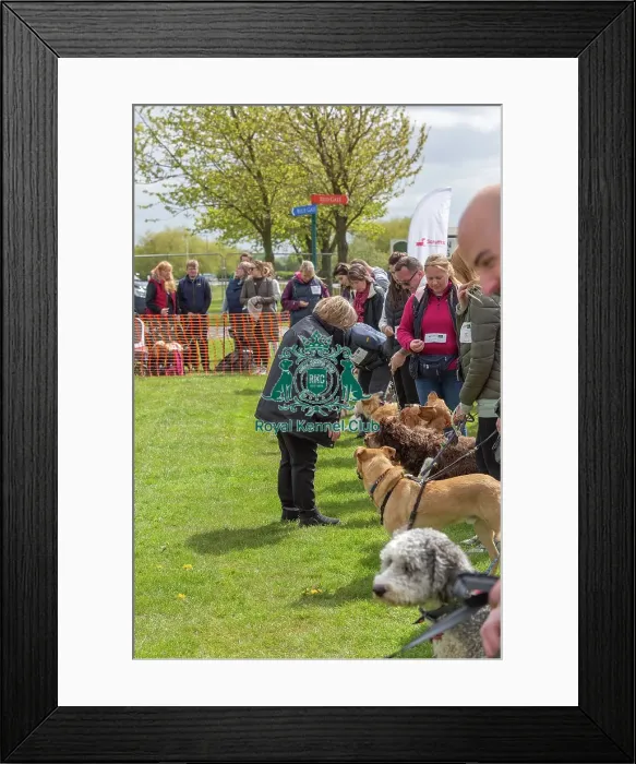 Framed Print : Nottinghamshire. Newark Scruffts Heat Judging Framed Print : Nottinghamshire. Newark Scruffts Heat Judging