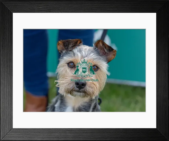 Framed Print : Nottinghamshire. Headshot Dog Only Newark Scruffts Heat Framed Print : Nottinghamshire. Headshot Dog Only Newark Scruffts Heat