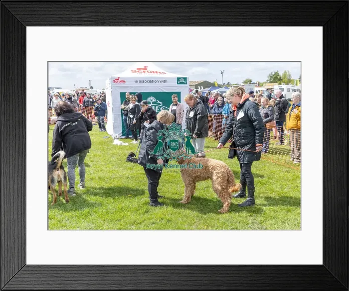 Framed Print : Nottinghamshire. Judging Most Handsome Dog Class Framed Print : Nottinghamshire. Judging Most Handsome Dog Class