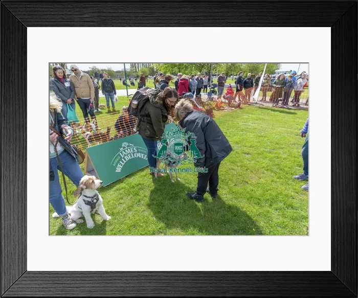 Framed Print : Nottinghamshire. Judging Most Handsome Dog Class Framed Print : Nottinghamshire. Judging Most Handsome Dog Class