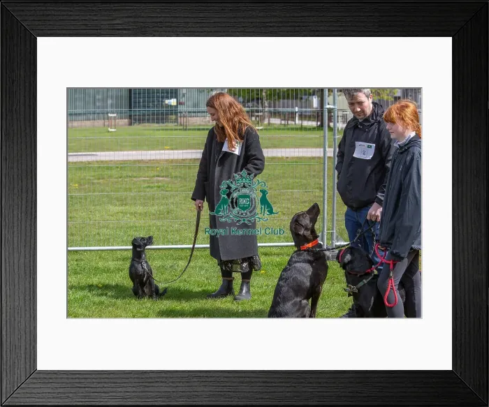 Framed Print : Newark 21st April 2024 Most Handsome Dog Class Framed Print : Newark 21st April 2024 Most Handsome Dog Class