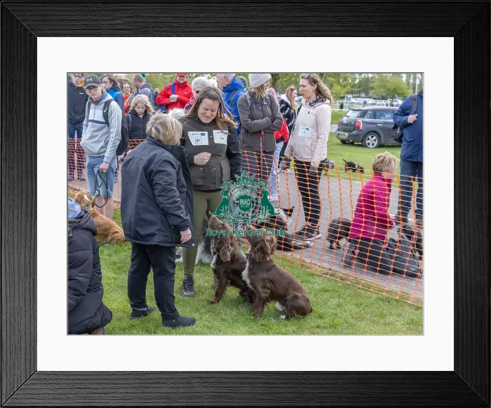 Framed Print : Nottinghamshire. Newark Scruffts Heat Judging Framed Print : Nottinghamshire. Newark Scruffts Heat Judging