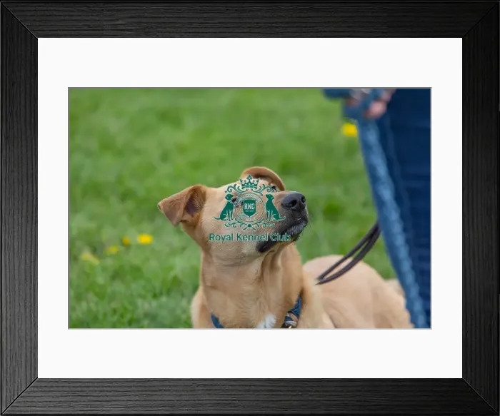 Framed Print : Nottinghamshire. Headshot Dog Only Newark Scruffts Heat Framed Print : Nottinghamshire. Headshot Dog Only Newark Scruffts Heat