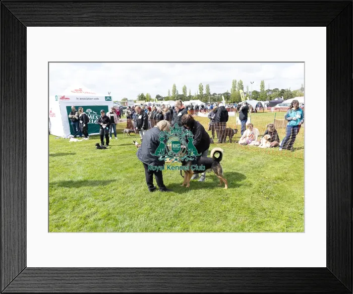 Framed Print : Nottinghamshire. Judging Most Handsome Dog Class Framed Print : Nottinghamshire. Judging Most Handsome Dog Class