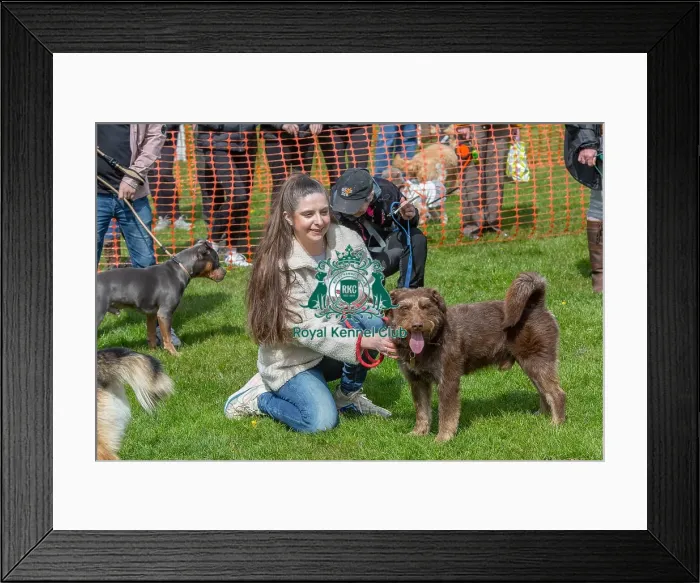 Framed Print : Newark 21st April 2024 Most Handsome Dog Class Framed Print : Newark 21st April 2024 Most Handsome Dog Class