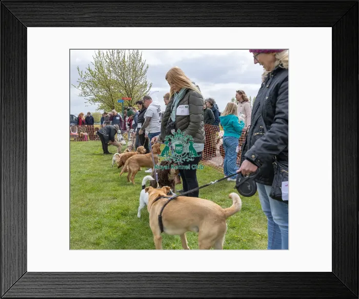 Framed Print : Nottinghamshire. Scruffts Heat Most Handsome Dog Class Framed Print : Nottinghamshire. Scruffts Heat Most Handsome Dog Class