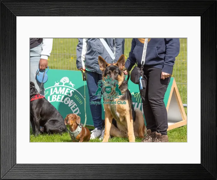 Framed Print : Sponsors Name Scruffts Heat Most Handsome Dog Class Framed Print : Sponsors Name Scruffts Heat Most Handsome Dog Class