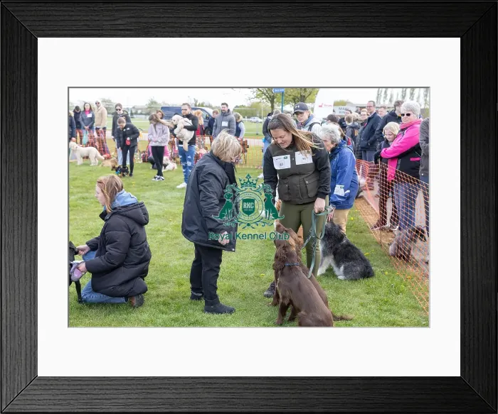 Framed Print : Nottinghamshire. Newark Scruffts Heat Judging Framed Print : Nottinghamshire. Newark Scruffts Heat Judging