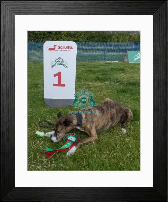 Framed Print : Dog Name Ollie Scruffts Heats Dog Only Scruffts Family Crossbreed Of The Year Competition