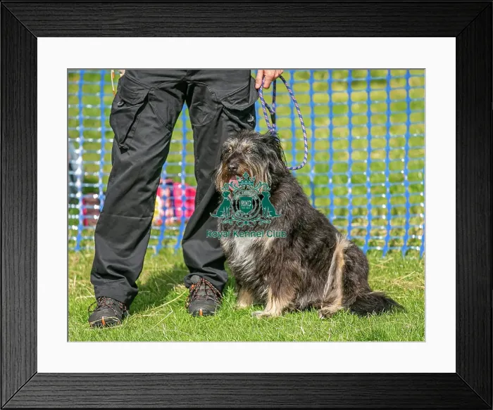 Framed Print : 31st August 2024 Scruffts Heats Dog Only Prettiest Crossbreed Bitch Class