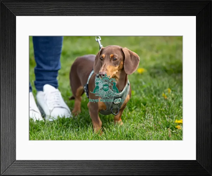 Framed Print : Nottinghamshire. Headshot Dog Only Newark Scruffts Heat Framed Print : Nottinghamshire. Headshot Dog Only Newark Scruffts Heat