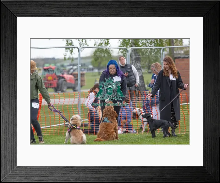 Framed Print : Newark 21st April 2024 Most Handsome Dog Class Framed Print : Newark 21st April 2024 Most Handsome Dog Class