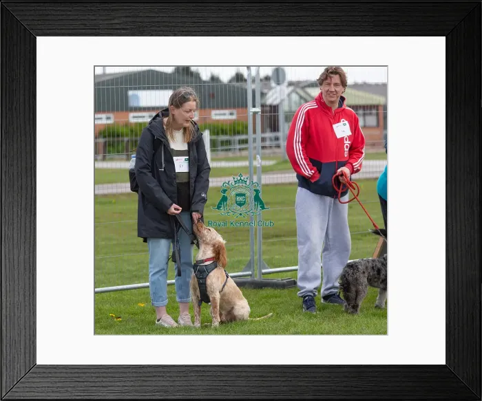Framed Print : Newark 21st April 2024 Most Handsome Dog Class Framed Print : Newark 21st April 2024 Most Handsome Dog Class