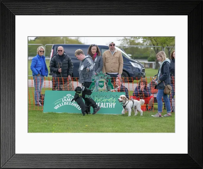 Framed Print : Sponsors Name Scruffts Heat Most Handsome Dog Class Framed Print : Sponsors Name Scruffts Heat Most Handsome Dog Class