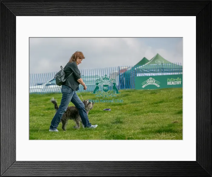 Framed Print : North East Dog Festival 2024 Scruffts Heats Scruffts Family Crossbreed Of The Year Competition
