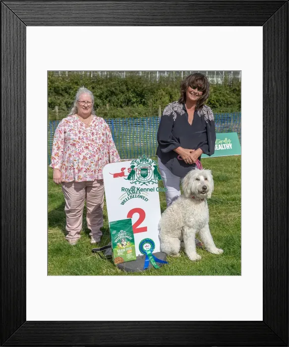 Framed Print : Owner Name Judith Harding Second Place Scruffts Family Crossbreed Of The Year Competition