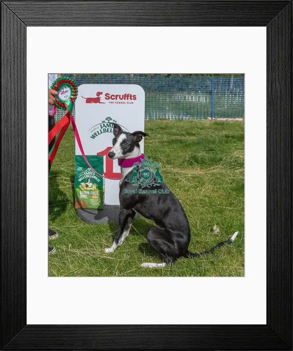 Framed Print : Sponsors Name Scruffts Heats Dog Only Scruffts Family Crossbreed Of The Year Competition