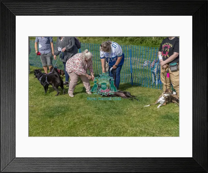 Framed Print : North East Dog Festival 2024 Scruffts Heats Prettiest Crossbreed Bitch Class