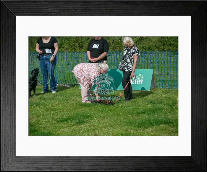 Framed Print : North East Dog Festival 2024 Scruffts Heats Judging