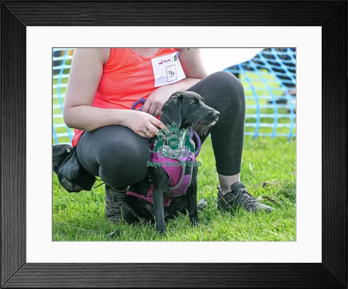Framed Print : North East Dog Festival 2024 Scruffts Heats Dog Only Framed Print : North East Dog Festival 2024 Scruffts Heats Dog Only