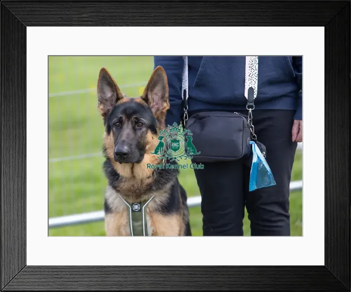 Framed Print : Newark 21st April 2024 Most Handsome Dog Class Framed Print : Newark 21st April 2024 Most Handsome Dog Class