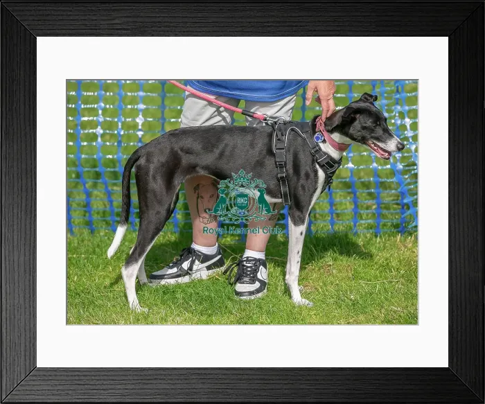 Framed Print : 31st August 2024 Scruffts Heats Dog Only Prettiest Crossbreed Bitch Class