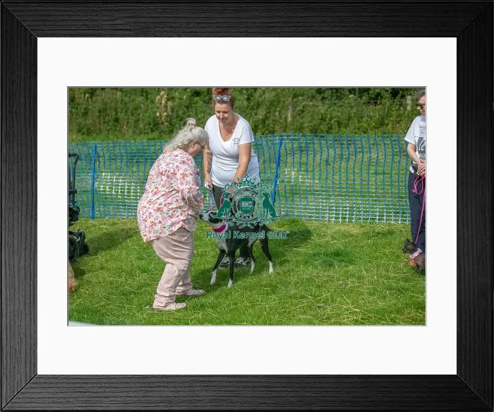 Framed Print : 31st August 2024 Scruffts Heats Judging Good Citizen Dog Scheme Framed Print : 31st August 2024 Scruffts Heats Judging Good Citizen Dog Scheme