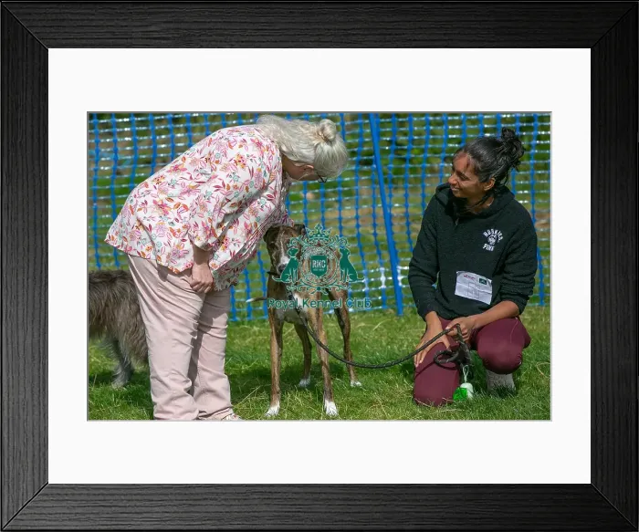 Framed Print : Dog Name Ollie Scruffts Heats Judging Scruffts Family Crossbreed Of The Year Competition Framed Print : Dog Name Ollie Scruffts Heats Judging Scruffts Family Crossbreed Of The Year Competition