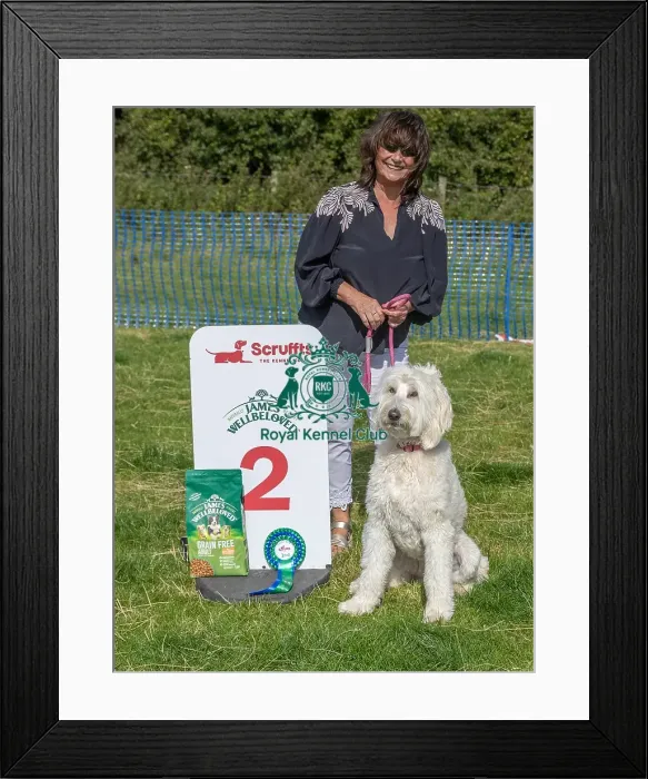 Framed Print : Owner Name Judith Harding Second Place Scruffts Family Crossbreed Of The Year Competition