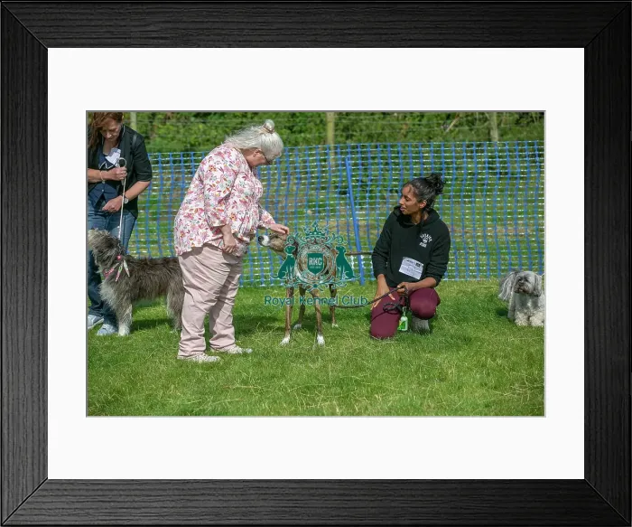 Framed Print : Golden Oldie Class Scruffts Heats 31st August 2024
