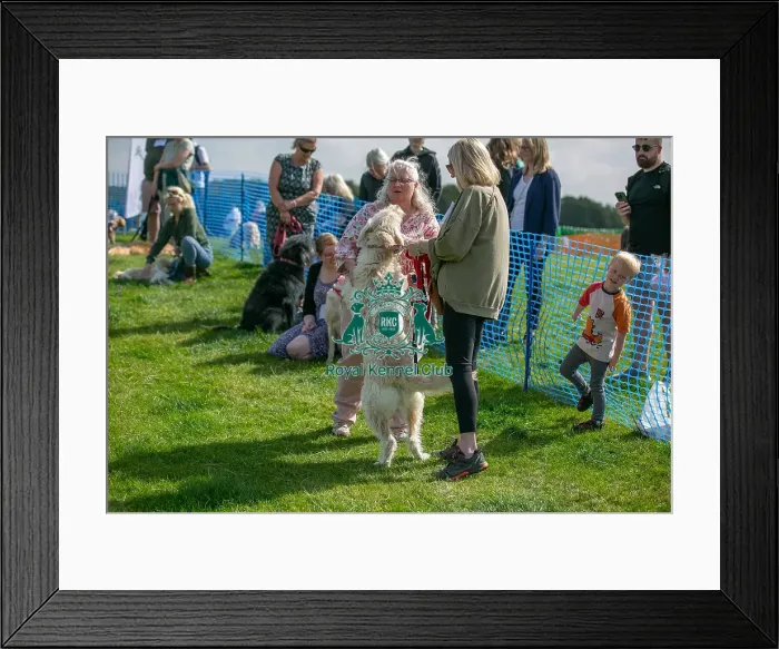 Framed Print : 31st August 2024 Scruffts Heats Prettiest Crossbreed Bitch Class Framed Print : 31st August 2024 Scruffts Heats Prettiest Crossbreed Bitch Class