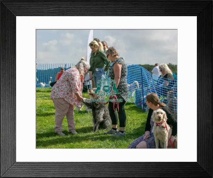 Framed Print : North East Dog Festival 2024 Scruffts Heats Prettiest Crossbreed Bitch Class