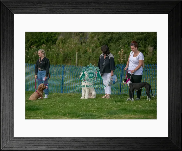Framed Print : 31st August 2024 Candid Shot Prettiest Crossbreed Bitch Class
