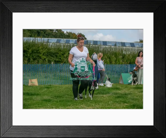 Framed Print : North East Dog Festival 2024 Scruffts Heats Scruffts Family Crossbreed Of The Year Competition