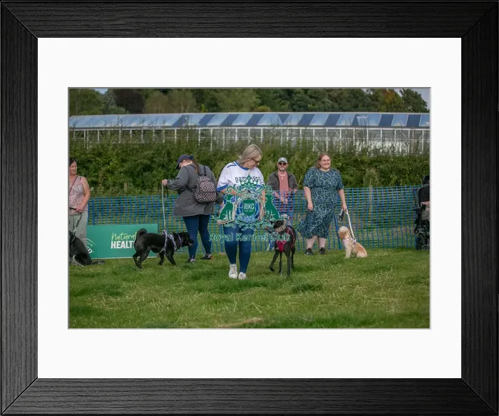 Framed Print : North East Dog Festival 2024 Candid Shot Prettiest Crossbreed Bitch Class